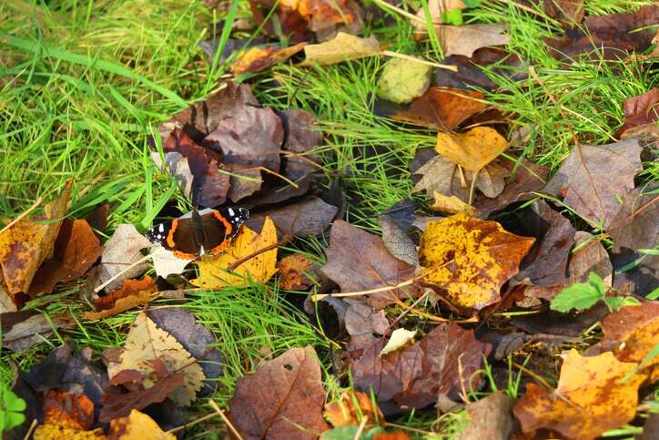 a butterfly resting on fallen leaves on a lawn